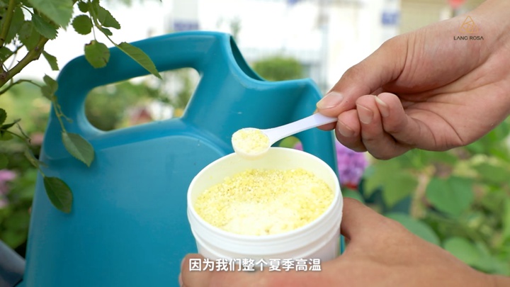 8月份月季養(yǎng)護需要注意些什么？