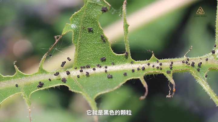 8月份月季養(yǎng)護需要注意些什么？
