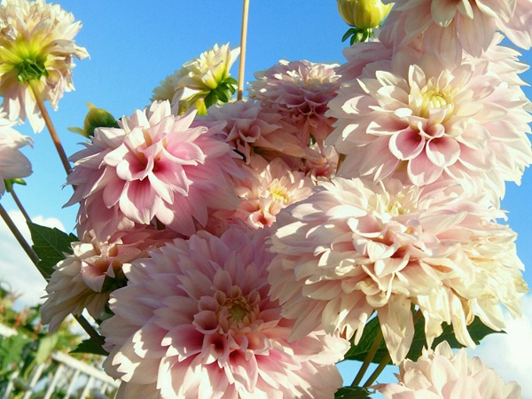 大麗花種子播種當(dāng)年能開花嗎
