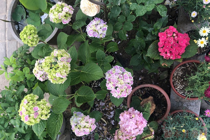 繡球花有毒嗎？