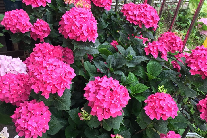 繡球花的花語(yǔ)，不同花色的繡球花花語(yǔ)