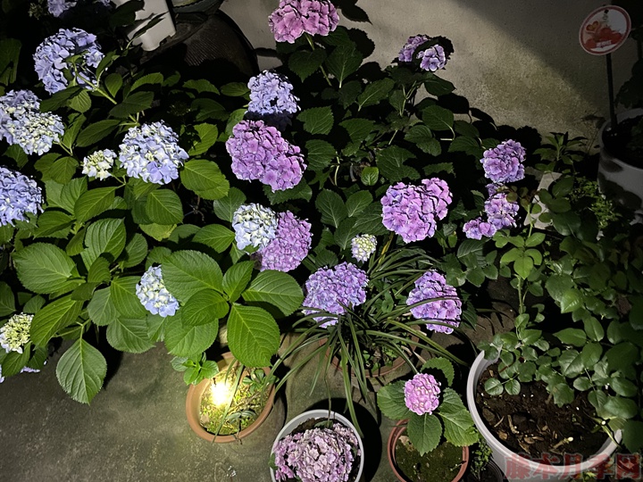 繡球花的花語(yǔ)，不同花色的繡球花花語(yǔ)