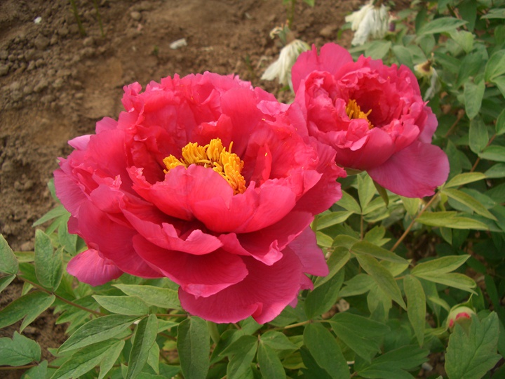 怎樣養(yǎng)好牡丹花，需要注意什么