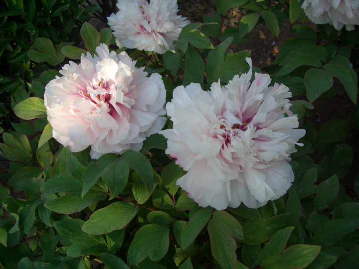 怎樣養(yǎng)好牡丹花，需要注意什么