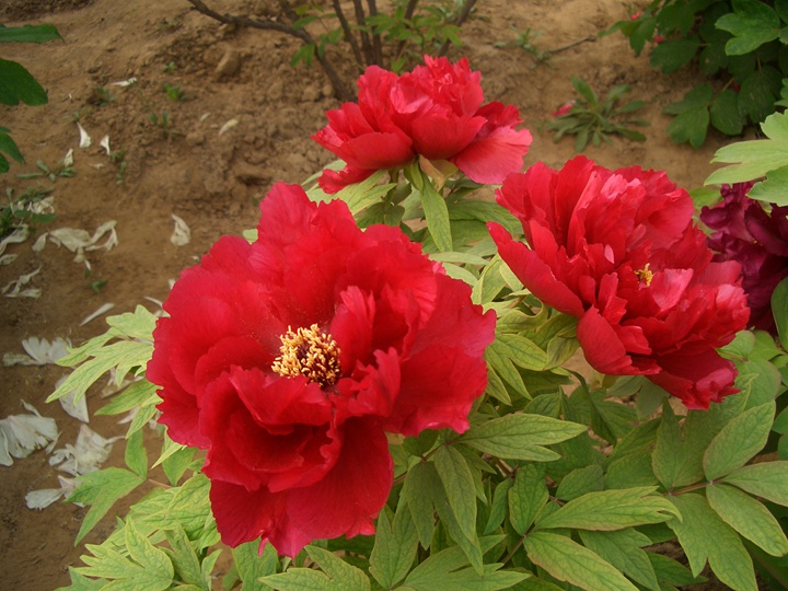怎樣養(yǎng)好牡丹花，需要注意什么