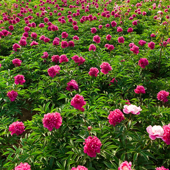 芍藥花什么時候開花，什么時候種植