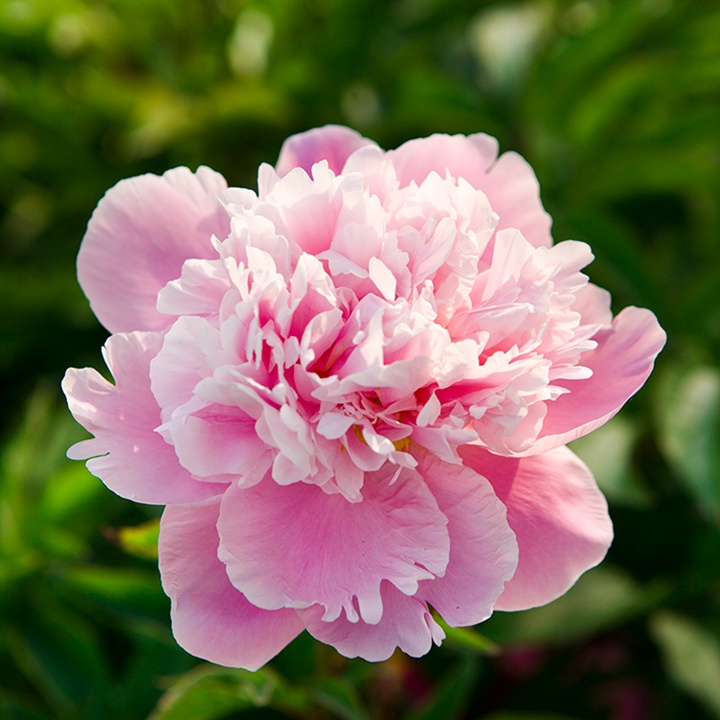 芍藥花什么時候開花，什么時候種植