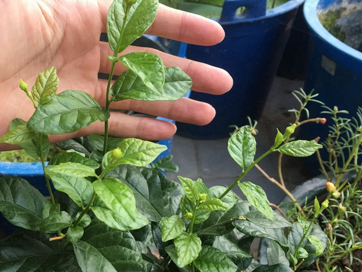 虎頭茉莉的種子什么時(shí)候種比較好