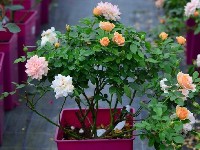 生活樂(lè)趣Joie De Vivre