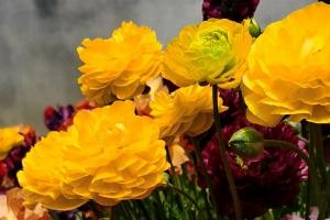 花毛茛的花期是什么時(shí)候，能開(kāi)多久