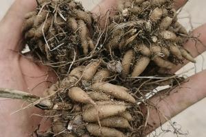 花毛茛種球怎么留種，怎么催芽
