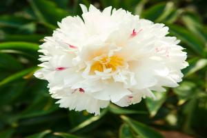 芍藥花什么時(shí)候開花，什么時(shí)候種植
