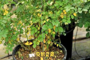 夏季月季黃葉是什么原因，怎么處理？