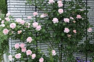 瑞典女王月季適合用來(lái)作花墻還是花籬？