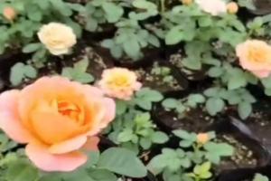 為什么苗圃的月季小苗花都不剪掉？