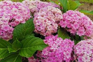 繡球花花手鞠一年開幾次花？
