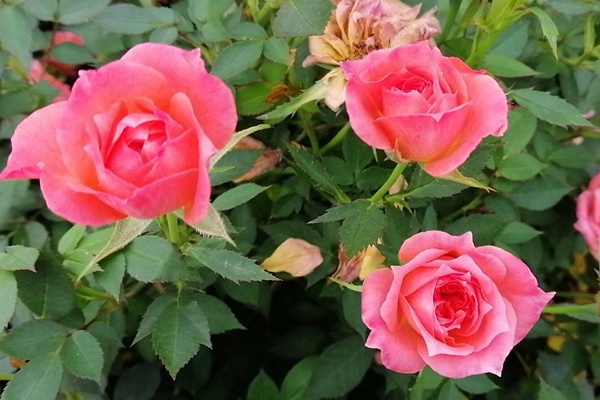 月季花養(yǎng)殖方法和注意事項