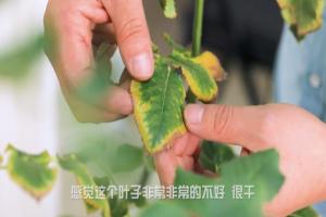 月季黃葉、分枝少、活性低是怎么回事，如何挽救？