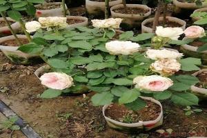 棒棒糖月季優(yōu)缺點有哪些？