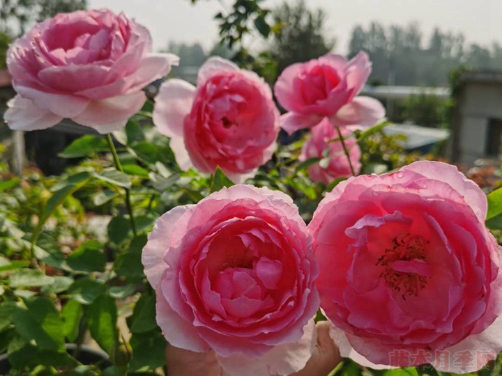 一朵月季花能開(kāi)幾天？