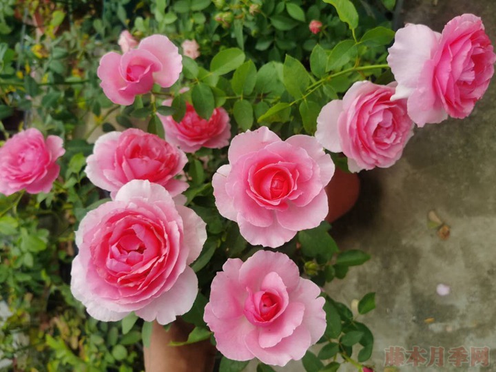 一朵月季花能開(kāi)幾天？
