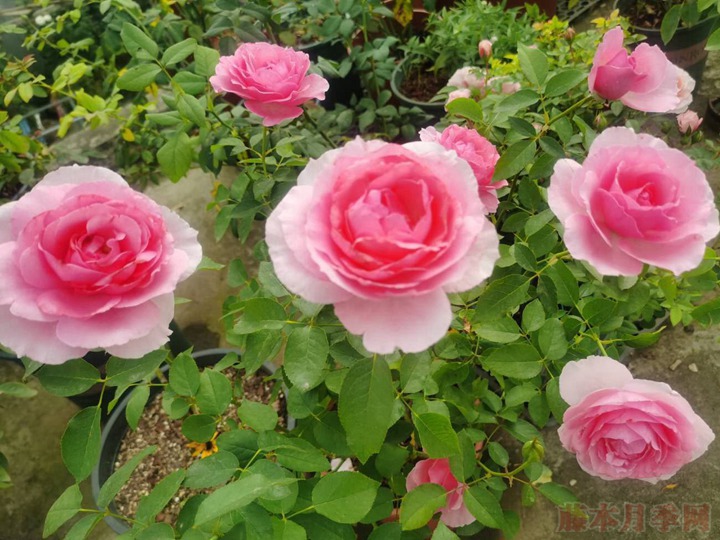 一朵月季花能開(kāi)幾天？