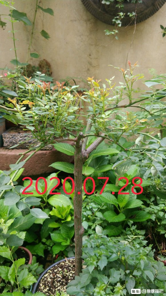 躲躲藏藏棒棒糖嫁接養(yǎng)成記