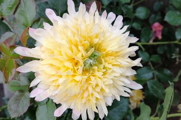 月季花夏季為什么會(huì)開不標(biāo)準(zhǔn)