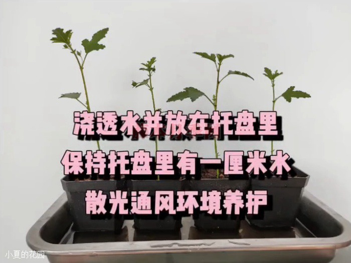 小木槿棒棒糖詳細步驟扦插篇