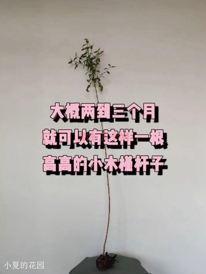 小木槿棒棒糖詳細步驟扦插篇