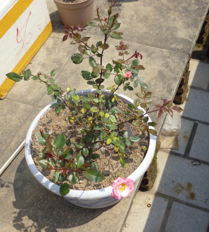 星條旗月季種植經驗分享