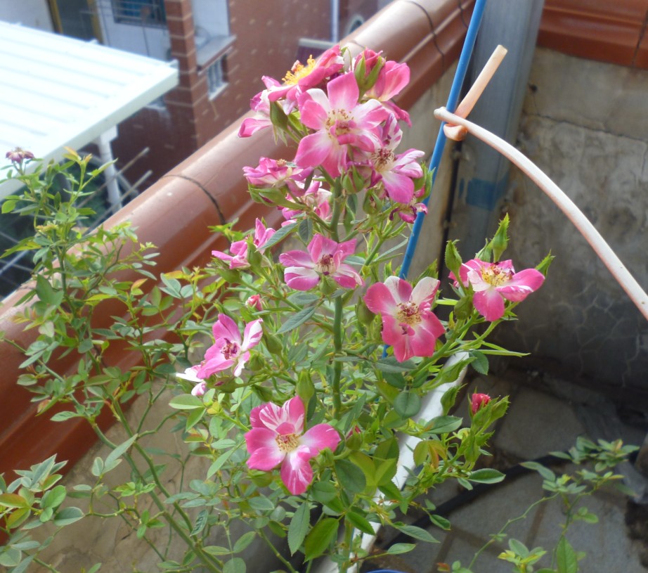 星條旗月季種植經驗分享