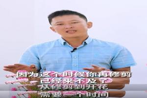 月季秋季復花攻略，讓你的月季更美麗