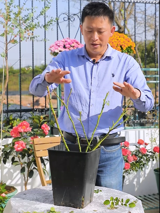 冬天月季什么時候開始強(qiáng)剪? 冬天月季什么時候開始強(qiáng)剪?