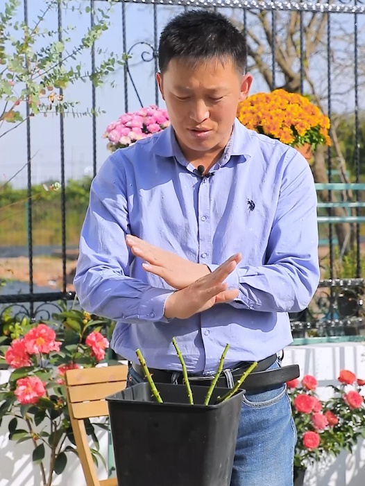 冬天月季什么時候開始強(qiáng)剪? 冬天月季什么時候開始強(qiáng)剪?