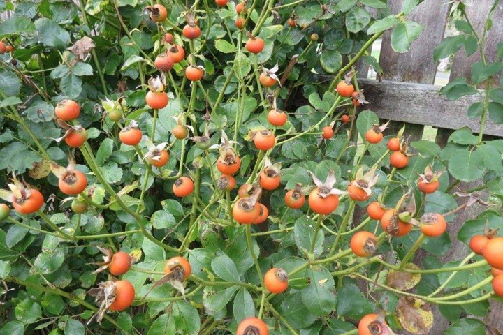 月季花種子怎樣種才能出？
