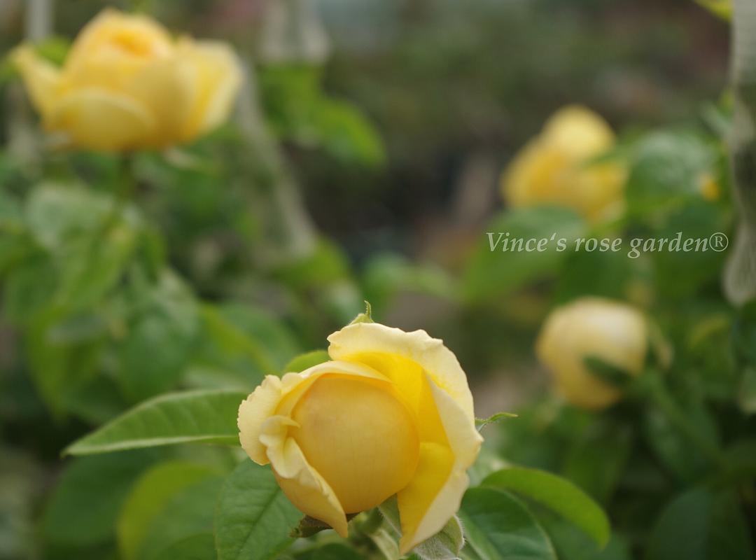 紀念馬塞爾普魯斯特Souvenir de Marcel Proust