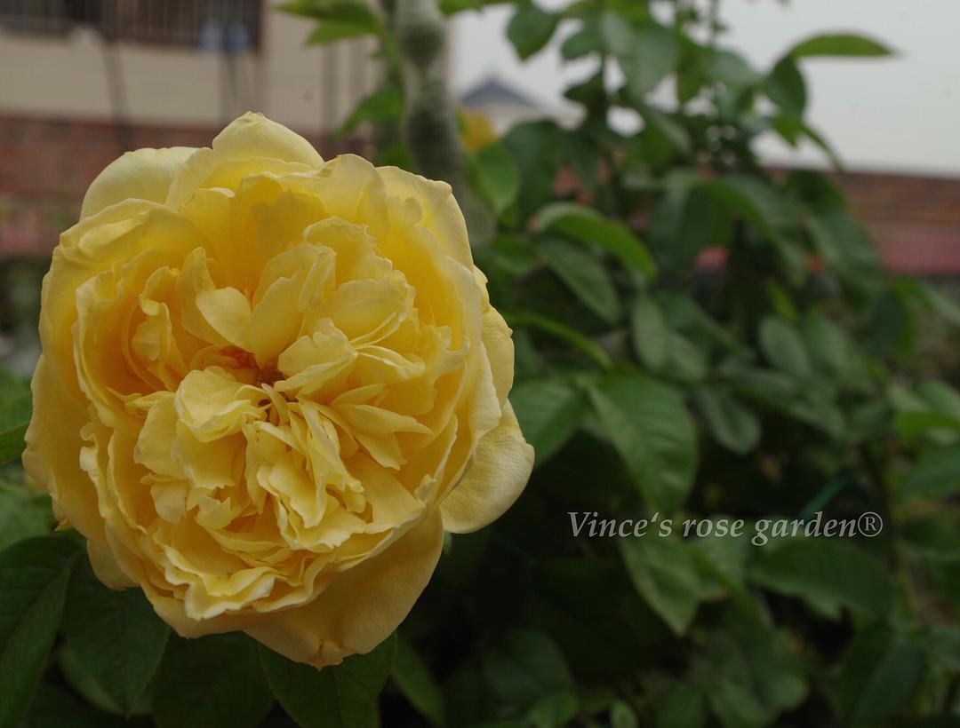 紀念馬塞爾普魯斯特Souvenir de Marcel Proust