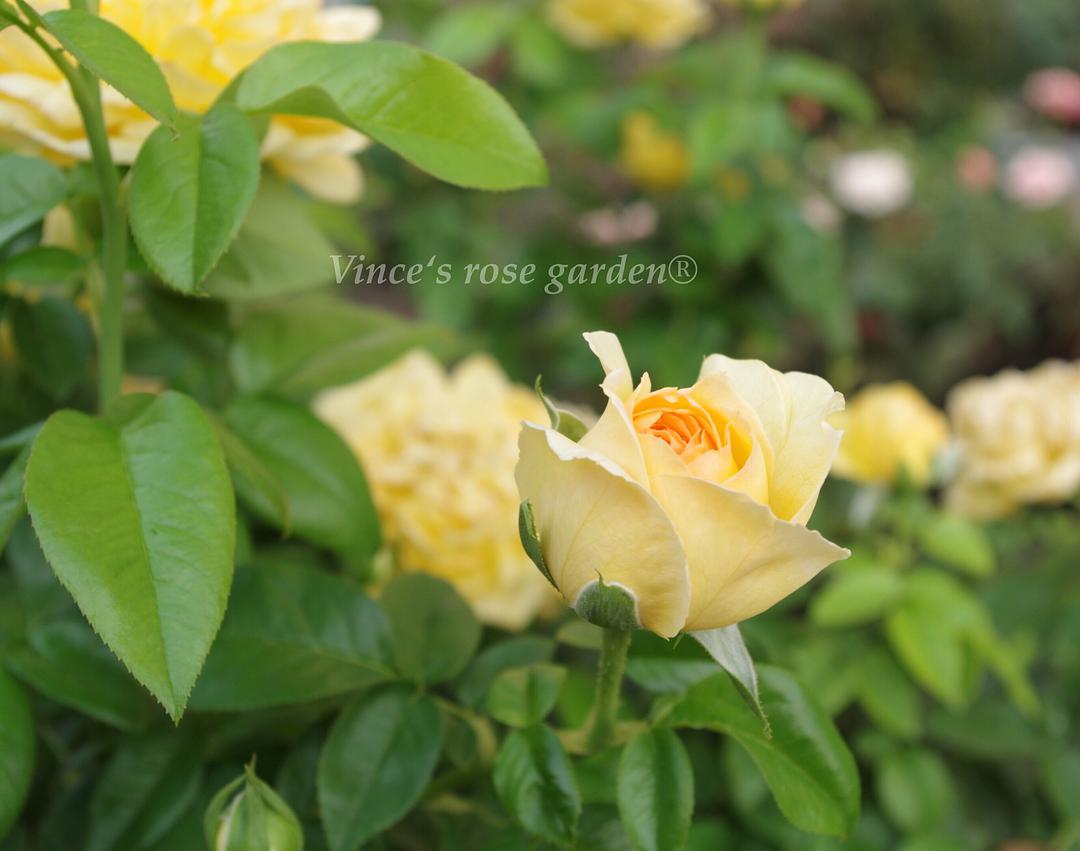 紀念馬塞爾普魯斯特Souvenir de Marcel Proust
