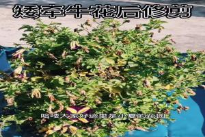 矮牽?；ê笕绾涡藜簦?/> </a>
                  <div   id=
