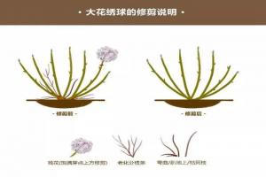 無盡夏繡球冬天如何修剪？
