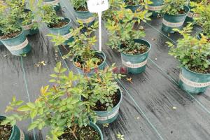 淘寶哪家的月季花苗好？