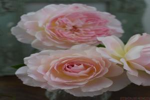 洋/梅克林花邊Malines