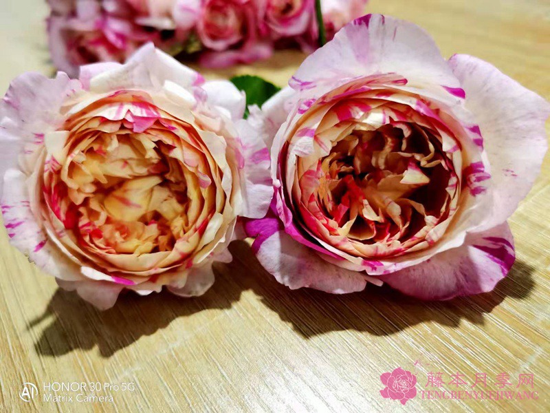 愛(ài)杜爾馬奈
