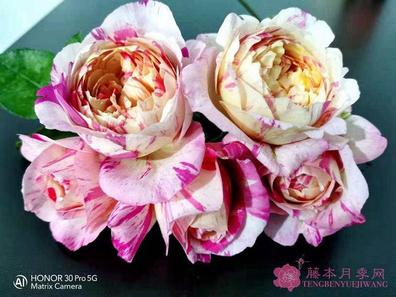 愛(ài)杜爾馬奈