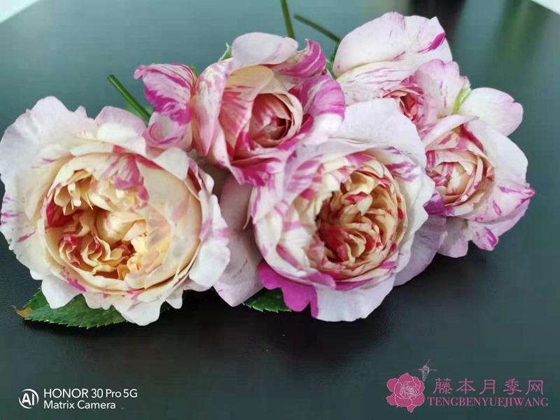 愛(ài)杜爾馬奈
