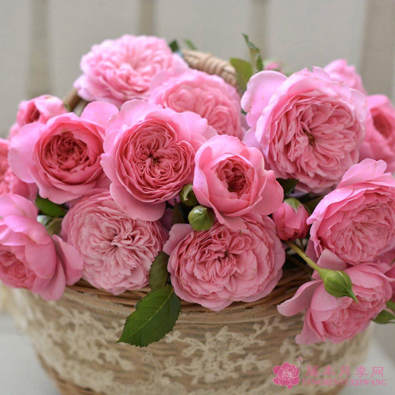 養(yǎng)月季花需要注意些什么？