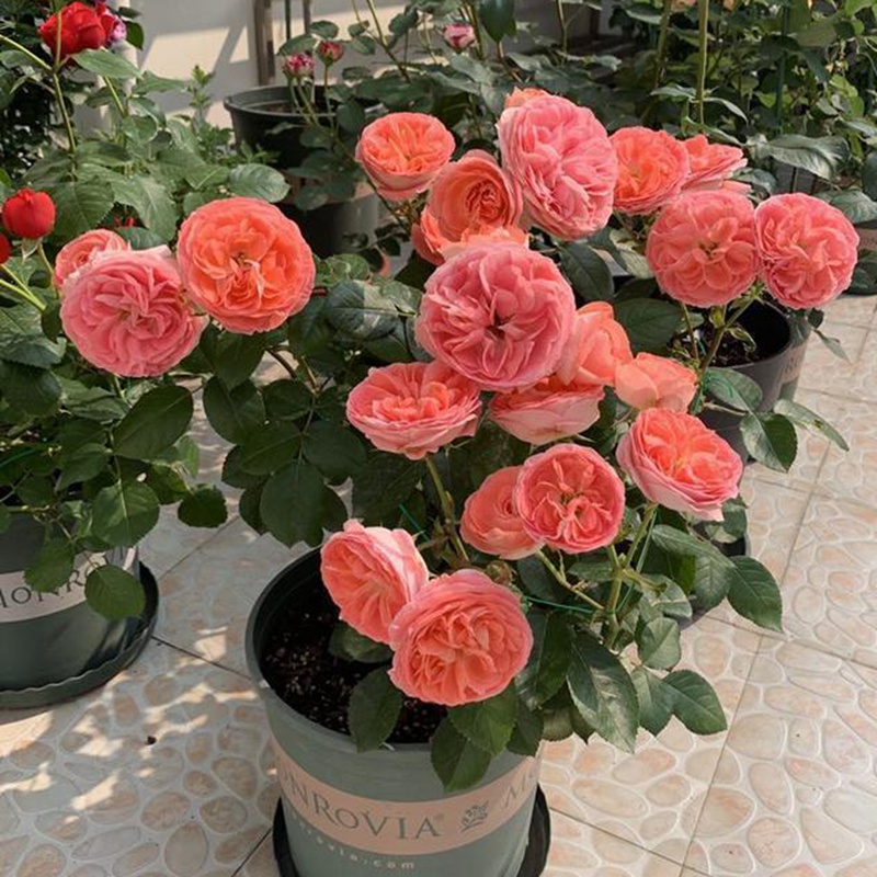 養(yǎng)月季花需要注意些什么？