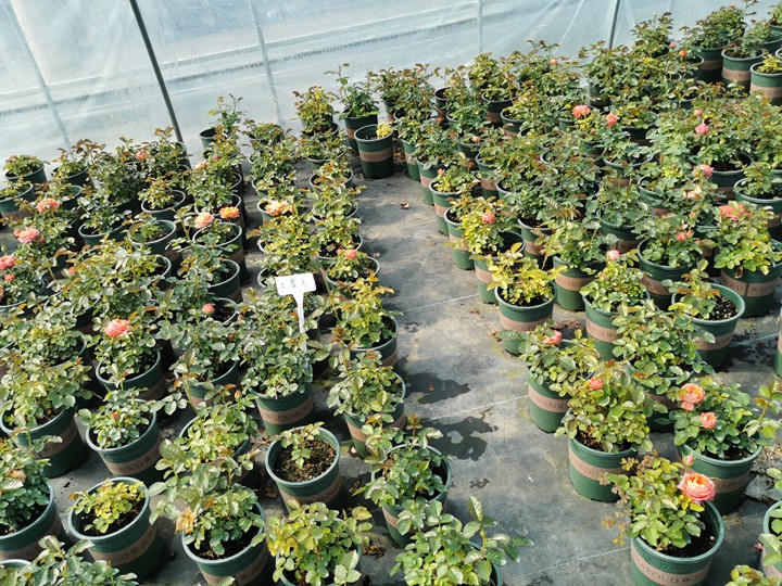 月季花苗在哪里可以買？