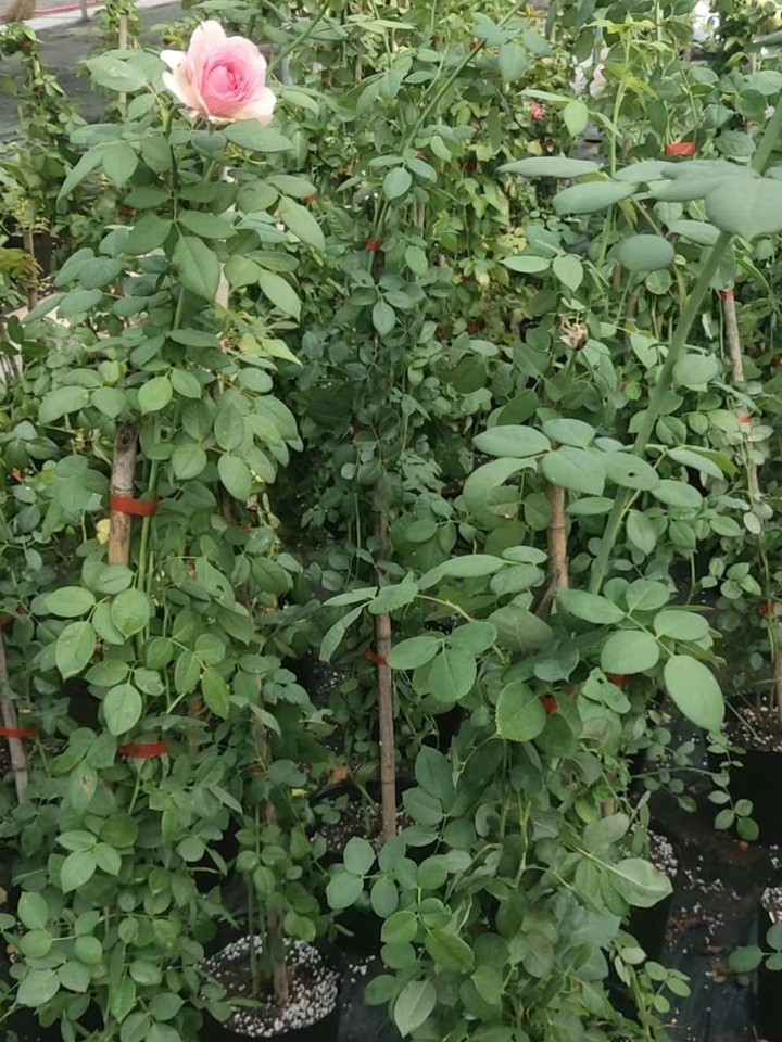月季花苗在哪里可以買？